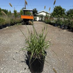 Pennisetum ‘Little Bunny’ Fountain  Grass - 5 Gallon Pot