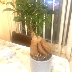 Pot belly fig In A Medium Ceramic Blue Pot