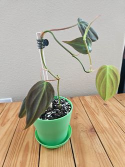 Philodendron "Mican" (Green pot)