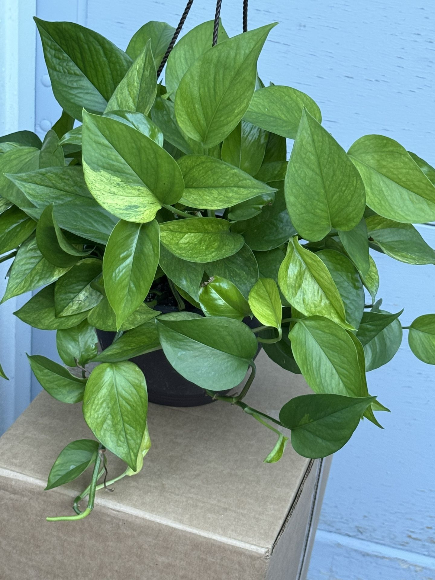 Pothos Epipremnum aureum 'Jessenia Rare