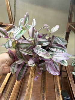 Tradescantia nanouk plant