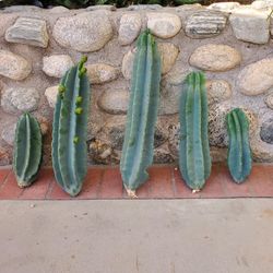 Apple Cereus Cactus 🌵 