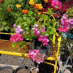 Geraniums ( geranios) Plants
