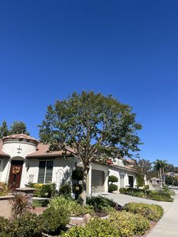 Tree Palm Trim