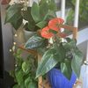 Plantlover