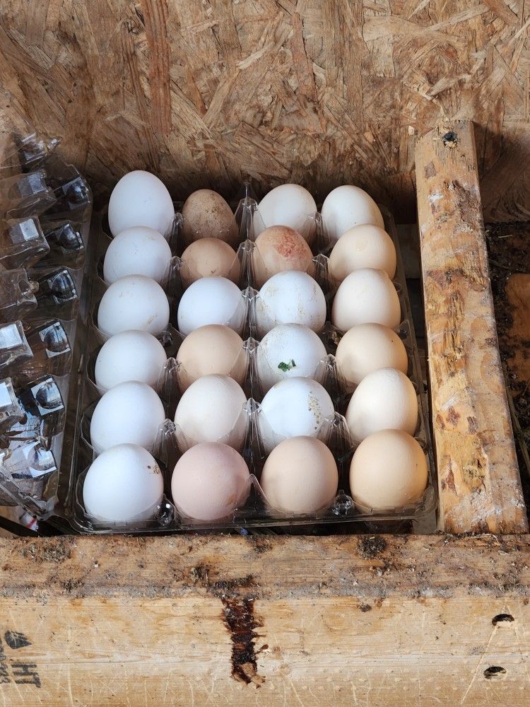 Organic Eggs, $5.00 Per Dozen