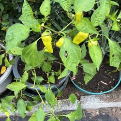 Pepper Plants In A Pot Hot
