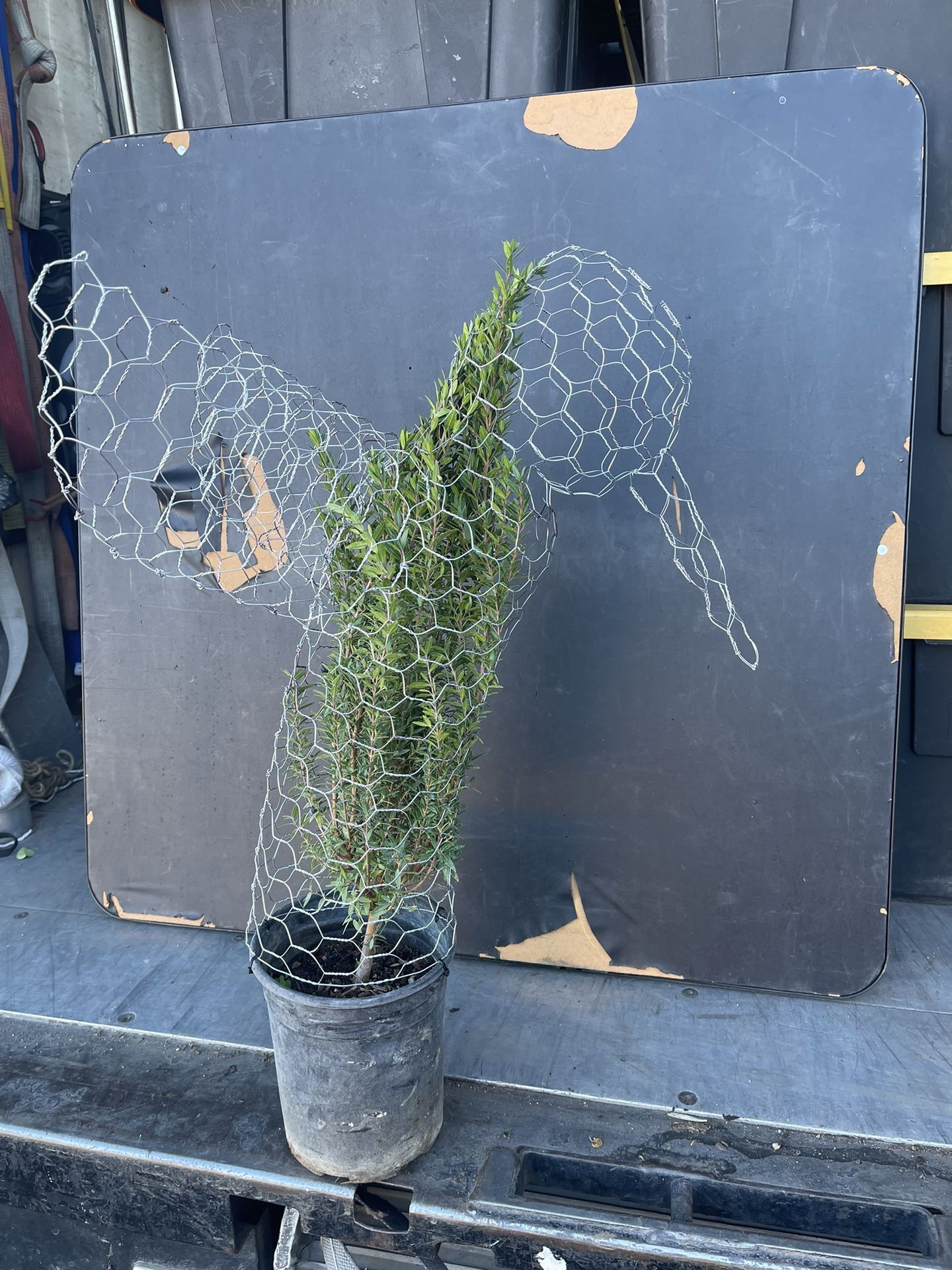 Hummingbird Topiary With Plant 