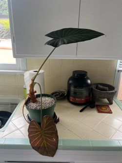 Alocasia Regal