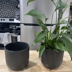 2 Plant Pots 