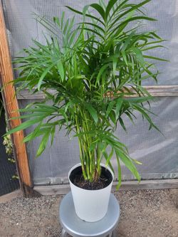 Cat Palm Plant 3.5' - 4.5' Tall in 10" Nursery Pot