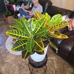 Gorgeous Croton Plant In 11in Corrugated Plastic Pot 