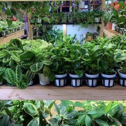 Tropical Plants Cây Cảnh Phong Thủy