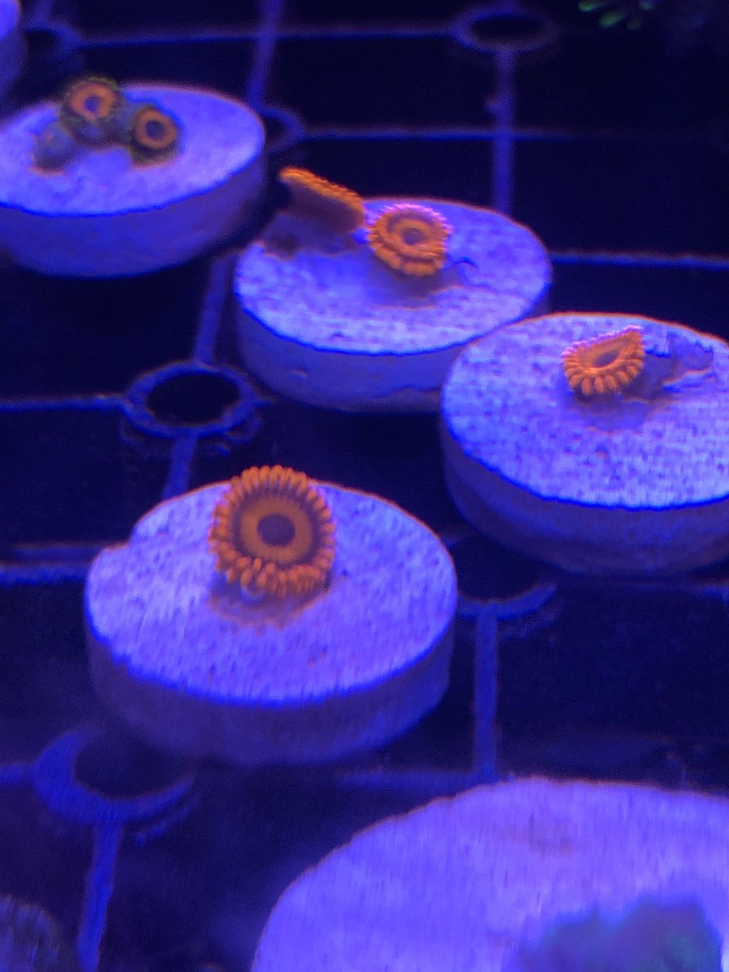 Oxide orange zoanthid Coral reef frag