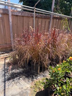 Purple fountain gras s5 gal
