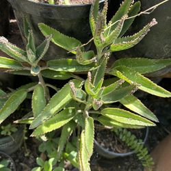 Plantas
