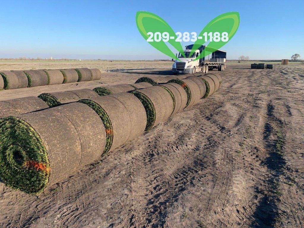 Best QUALITY Sod