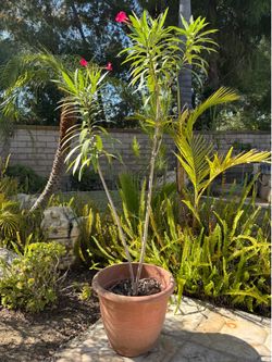 Red Oleander (Nerium oleander)