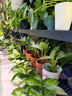 Plants (4”pot🌿Philodendron Birkin $10 each)