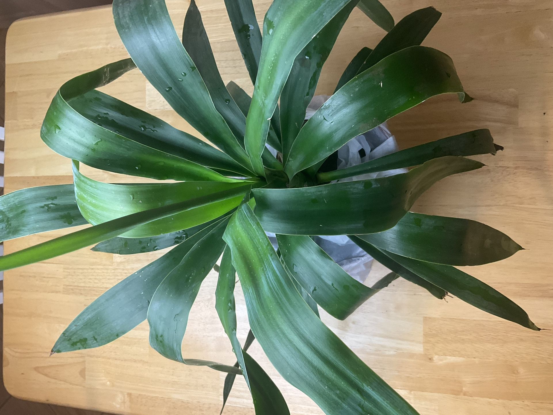 Plant And Tools 35ave/glendale