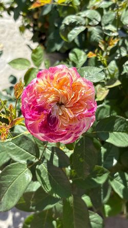 š¹ Living the Dream⢠Rose ā 5 Gallon SUPER BLOOM | Huge Bush