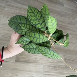 Hoya Callistophylla Plant 