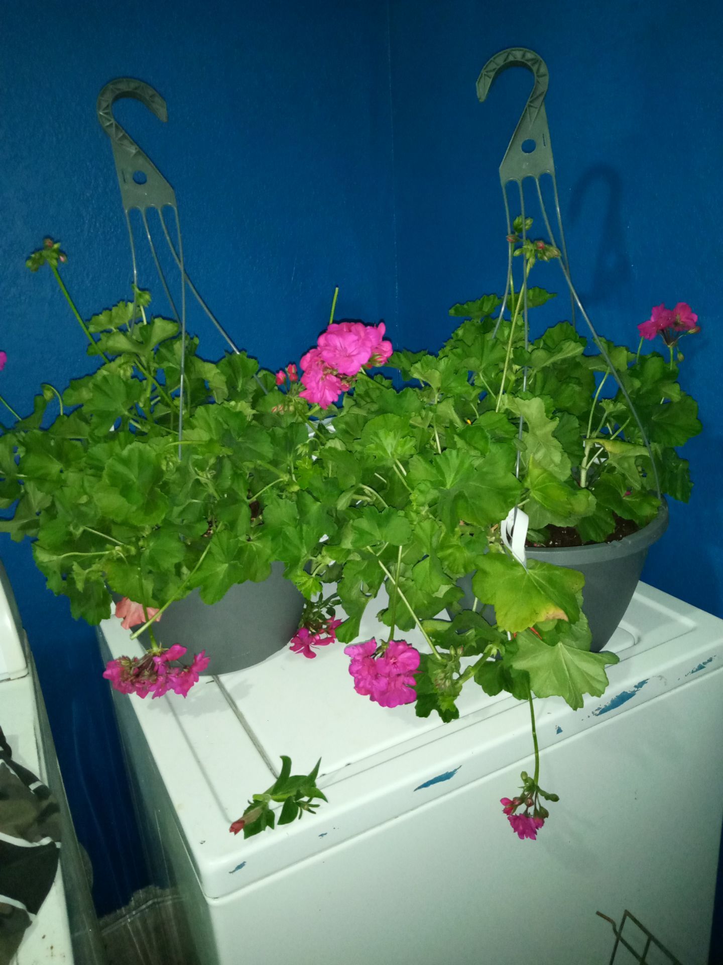 2 beautiful flowers growing in two beautiful flower hanging pots