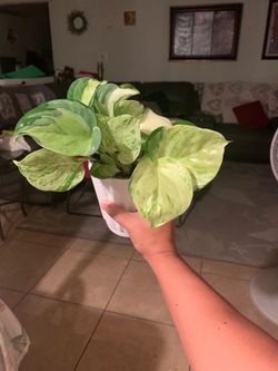 Manjula pothos