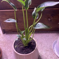 Potted Houseplant- Alocasia “Tiny Dancer”