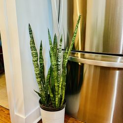 Healthy & Tall Snake Plant. Free Delivery In DC!