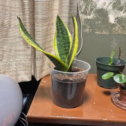 Snake Plant