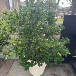 Potted Plants Of Various Species