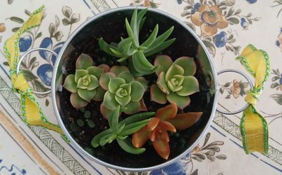 Succulant in Pot Gift Item