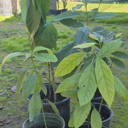 Arbolitos De Aguacate Tengo Variis