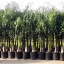 15 Gallon Palm Queens 10ft