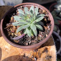 Succulent lady nails