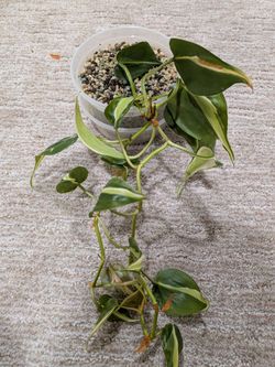 Silver stripe philodendron