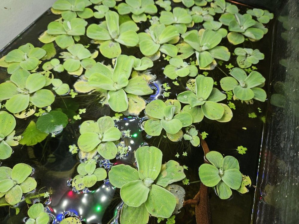 Fish Tanks Plants