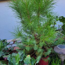 Stone   Pine   Tree (buy one get one %50 off)