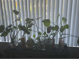 Plants for sale