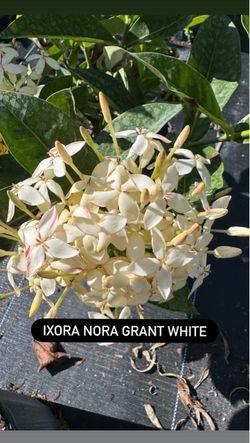🤍 Ixora Nora Grant White