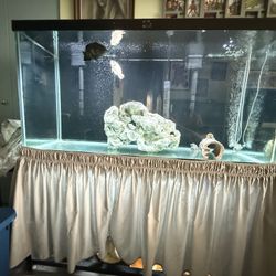 **Price Negotiable***90g Aquarium And Stand Full Set Up With All Accessories 