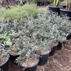 Buzz Hot Raspberry Butterfly Bush 