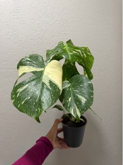 Monstera variegada