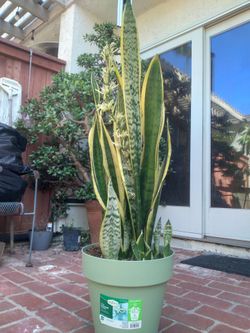 Snake plant (Mother-in-law plant)