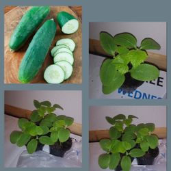 Organic cucumber plants. 3 Plant for$6