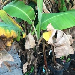 Dwarf Banana Fully Grown Plant In 1 Gallon Pot