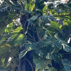 Giant Hawaiian Pothos Cuttings