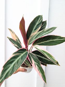 Calathea Stromanthe Triostar Plant 4" Pot - Indoor House Plants