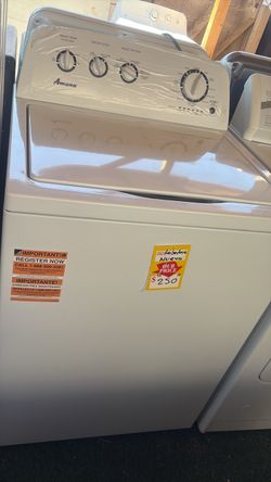Labadora Amana nueva